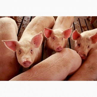 БМВД 20% для свиней від виробника