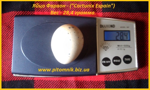 Фото 2. Яйцо инкубационные перепела Фараон утяжеленный (Espana)