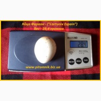 Яйцо инкубационные перепела Фараон утяжеленный (Espana)