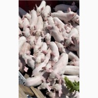 Продам поросят у стислі терміни (від 30 голів)