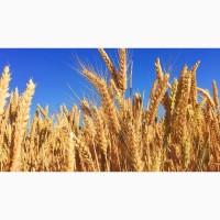 Куплю пшеницю 2, 3, 4, кл. від 100 тон
