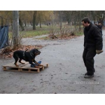 Дрессировка собак(Кинолог-зоопсихолог ), Харьков