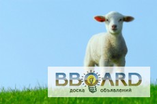 Фото 3. Продам овец , овец с ягнятами