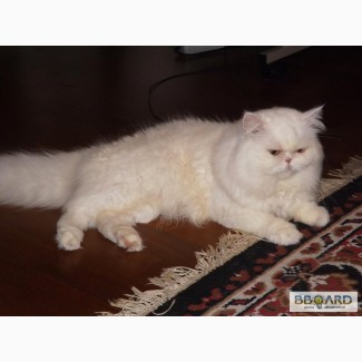 Белый персидский кот приглашает на вязку