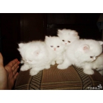 Белый персидский кот приглашает на вязку