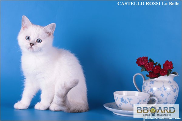 Фото 2. Эксклюзивные британские шиншилловые синеглазые котята