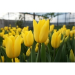 Тюльпаны, альстромерия и гиацинты к 8 марта