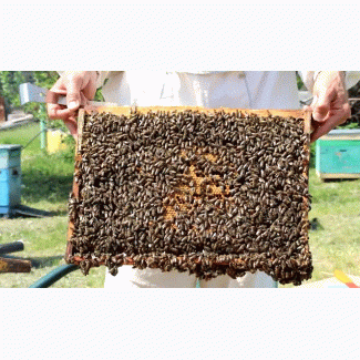 Продам бджолопакети 2019