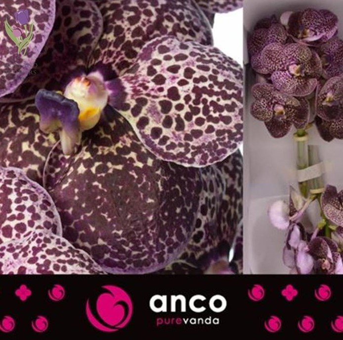 Фото 10. Orchid Vanda, Орхидея Ванда, ОПТ, Киев, Украина, Голландия