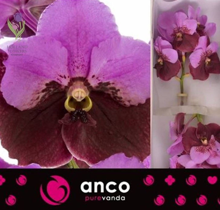 Фото 12. Orchid Vanda, Орхидея Ванда, ОПТ, Киев, Украина, Голландия