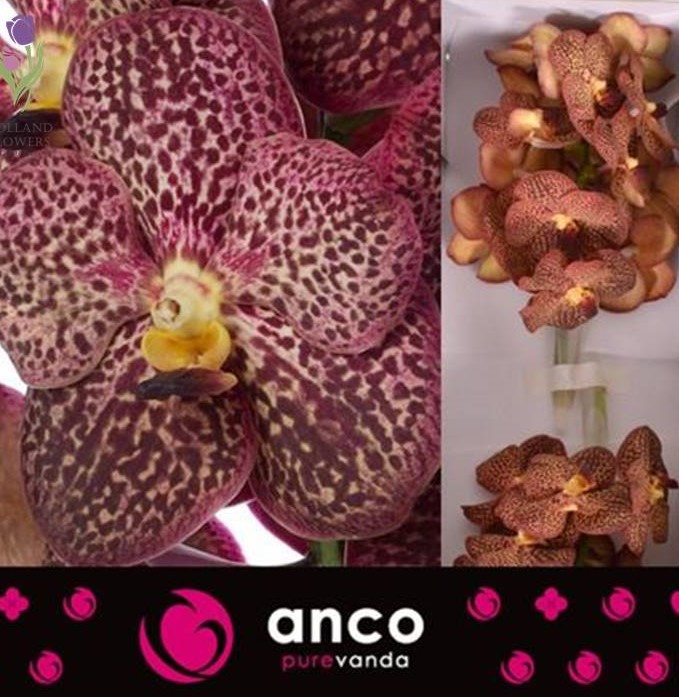 Фото 6. Orchid Vanda, Орхидея Ванда, ОПТ, Киев, Украина, Голландия