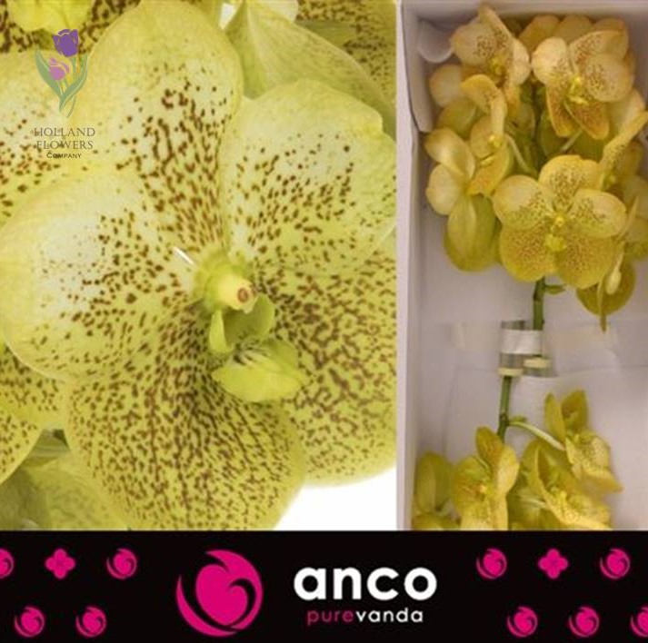Фото 7. Orchid Vanda, Орхидея Ванда, ОПТ, Киев, Украина, Голландия