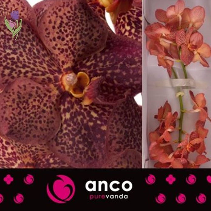 Фото 8. Orchid Vanda, Орхидея Ванда, ОПТ, Киев, Украина, Голландия