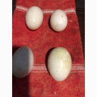 Продаю утиные яйца для инкубации Харьковская обл
