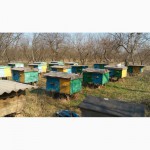 Продам Пчелосемьи, ульи, пчелопакеты, !!!