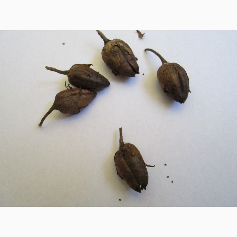 Фото 3. Семена табака Ксанти, 20грн-более 2000семян, есть несколько сортов