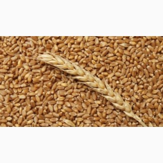 Покупаем пшеницу 2-3 класс