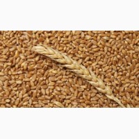 Покупаем пшеницу 2-3 класс