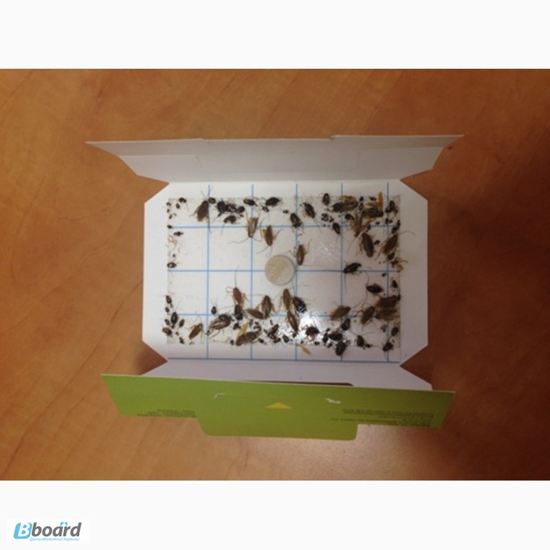 Фото 6. Уничтожение тараканов и других насекомых в Днепропетровске