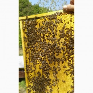 Бджолопакети Карпатка. Бджолині плідні матки є зараз зимувалі в наявності