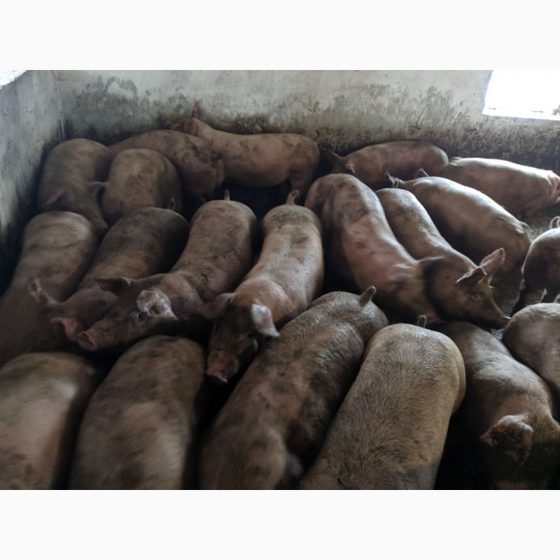 Фото 6. Продам свиней живым весом