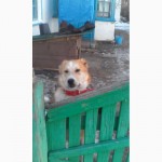 Продам щенка ТОБОТ ( Туркменский алабай)