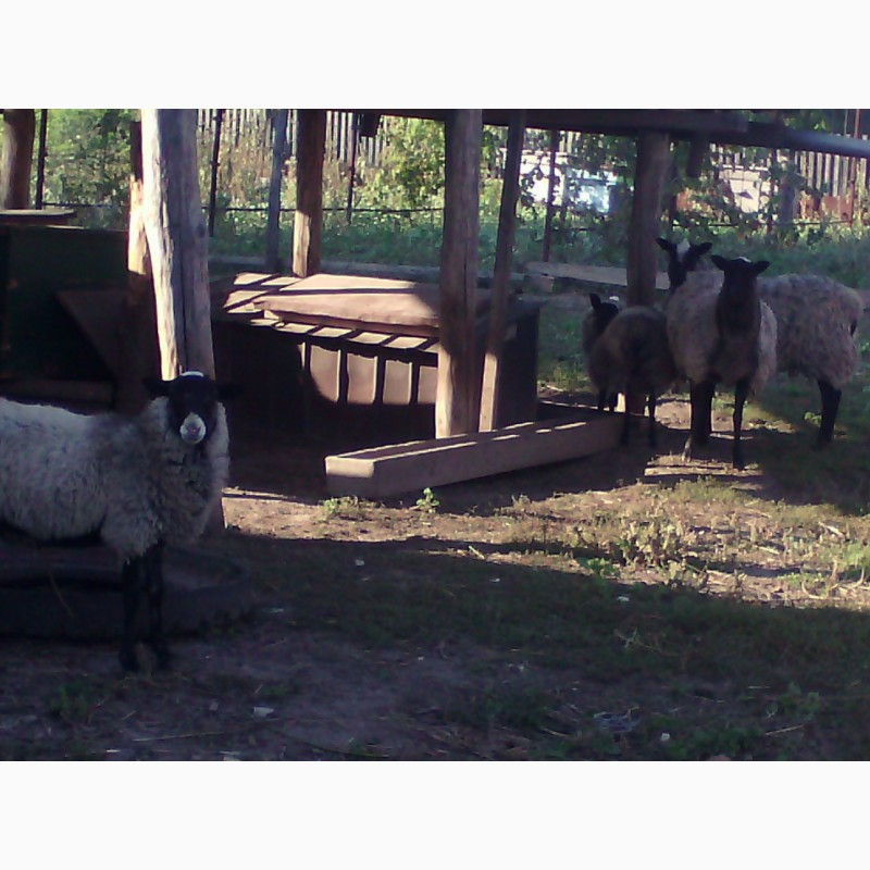 Фото 4. Продам 4 овець