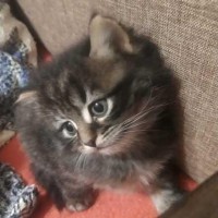 Отдам котёнка даром