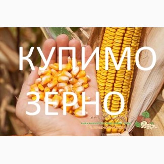 Закуповуємо відходи кукурудзи (вологу кукурудзу) по Вінницькій області