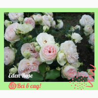Троянди / Розы ексклюзив і популярні сорти