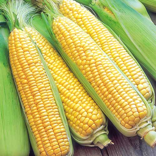 Фото 3. Куплю кукурузу нового урожая