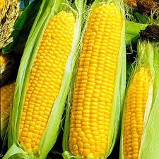 Фото 4. Куплю кукурузу нового урожая