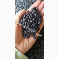 Семена подсолнечника NEWTON, канадский трансгенный гибрид