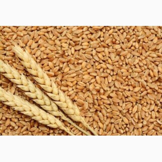 Семена озимой пшеницы MASON 1реп