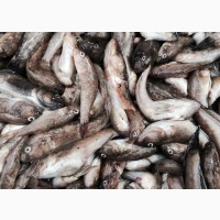 Куплю бычок крупный, средний, чехонь, судак. Опт. Возможен самовывоз