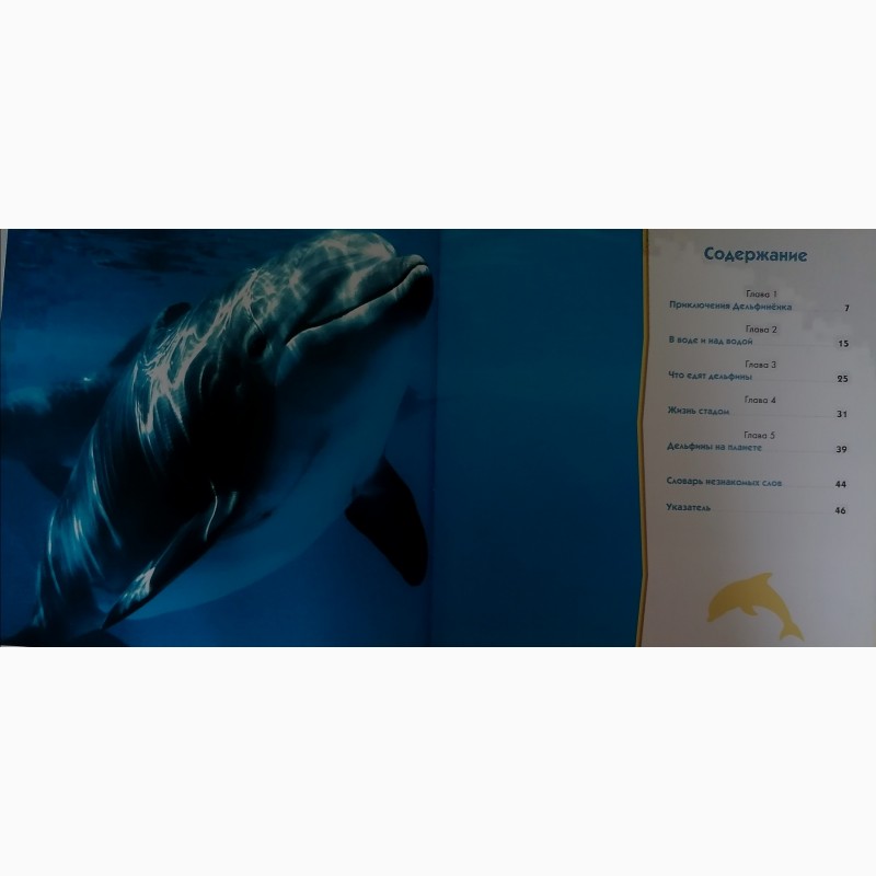 Фото 2. Книга первое знакомство дельфины, киев