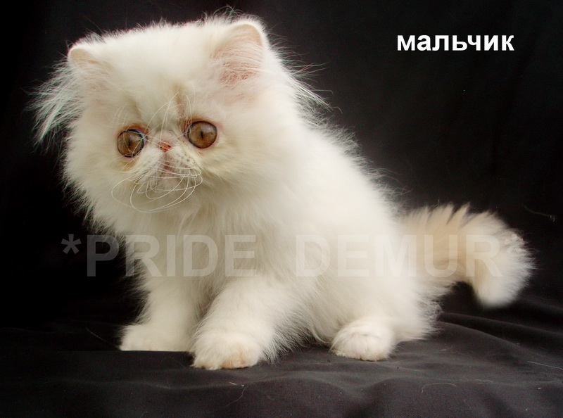 Фото 4. Персидские и экзотические нарядные котики и кошечки