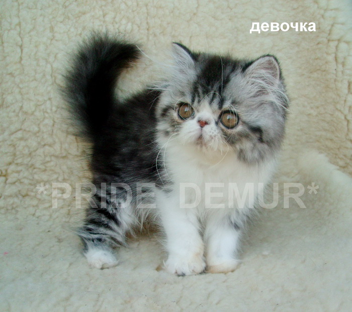 Фото 5. Персидские и экзотические нарядные котики и кошечки