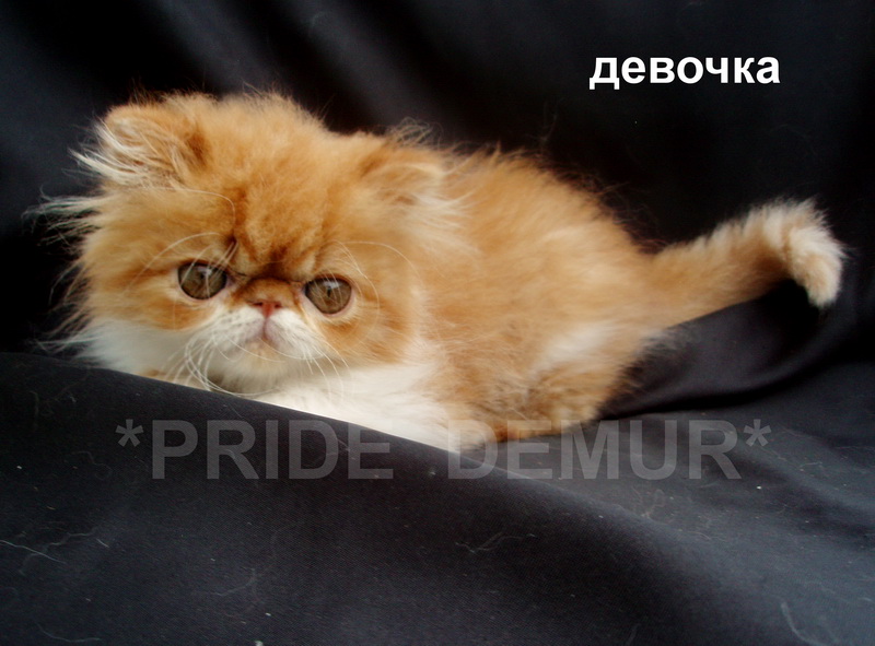 Фото 6. Персидские и экзотические нарядные котики и кошечки