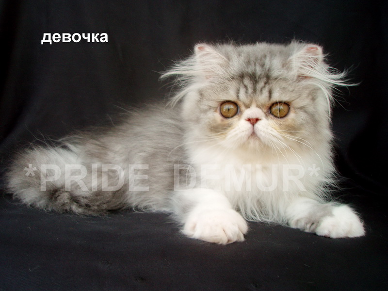 Фото 7. Персидские и экзотические нарядные котики и кошечки