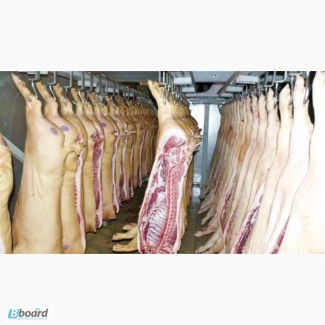 М ясо свинина опт от производителя, на постоянной основе