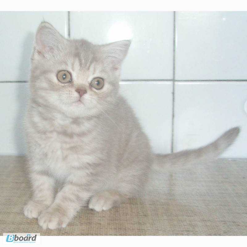 Чистокровные британские котята от питомника UA Busyabri(FIFe)