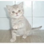 Чистокровные британские котята от питомника UA Busyabri(FIFe)