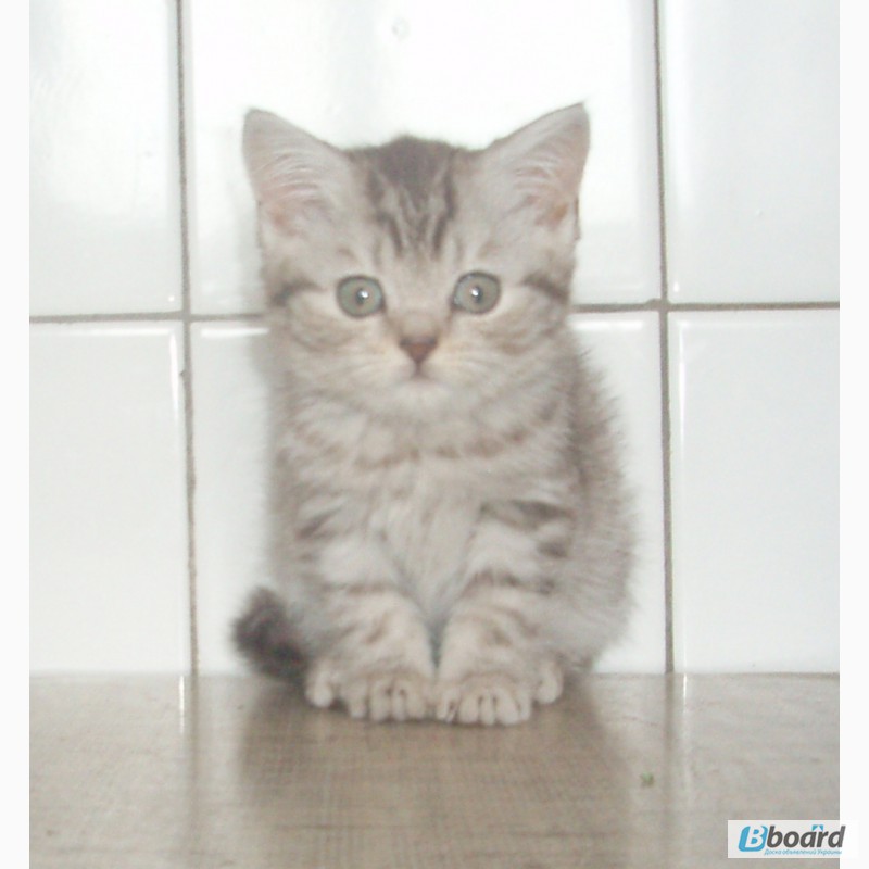 Фото 5. Чистокровные британские котята от питомника UA Busyabri(FIFe)