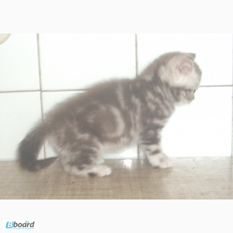 Фото 6. Чистокровные британские котята от питомника UA Busyabri(FIFe)
