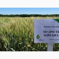 Пшеница озимая Мудрість Одеська - элита Украина