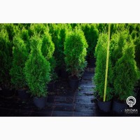 Декоративные растения и травы высокого качества оптом из питомника