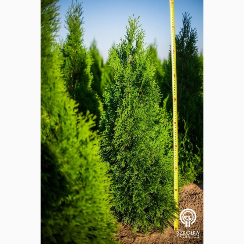 Фото 3. Декоративные растения и травы высокого качества оптом из питомника