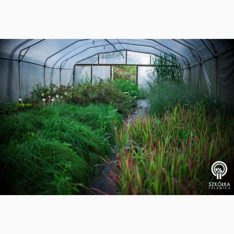Фото 9. Декоративные растения и травы высокого качества оптом из питомника