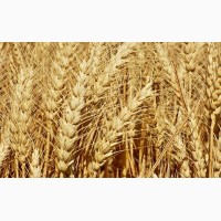 Озимая пшеница Милтон Seed Grain (1 репрод.)